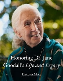 The Jane Goodall Collection