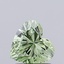 1.00 Ct. Fancy Vivid  Green Heart Lab Grown Diamond