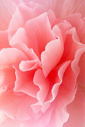 Blooming pink garden rose.